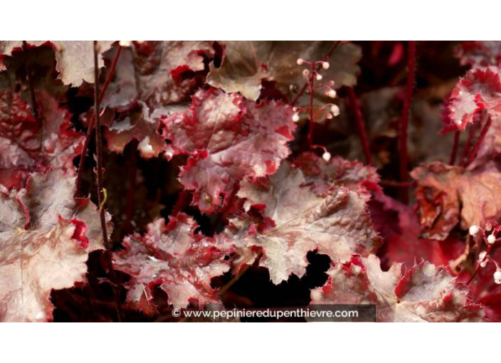 HEUCHERA 'Black Beauty'