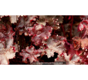 HEUCHERA 'Black Beauty'