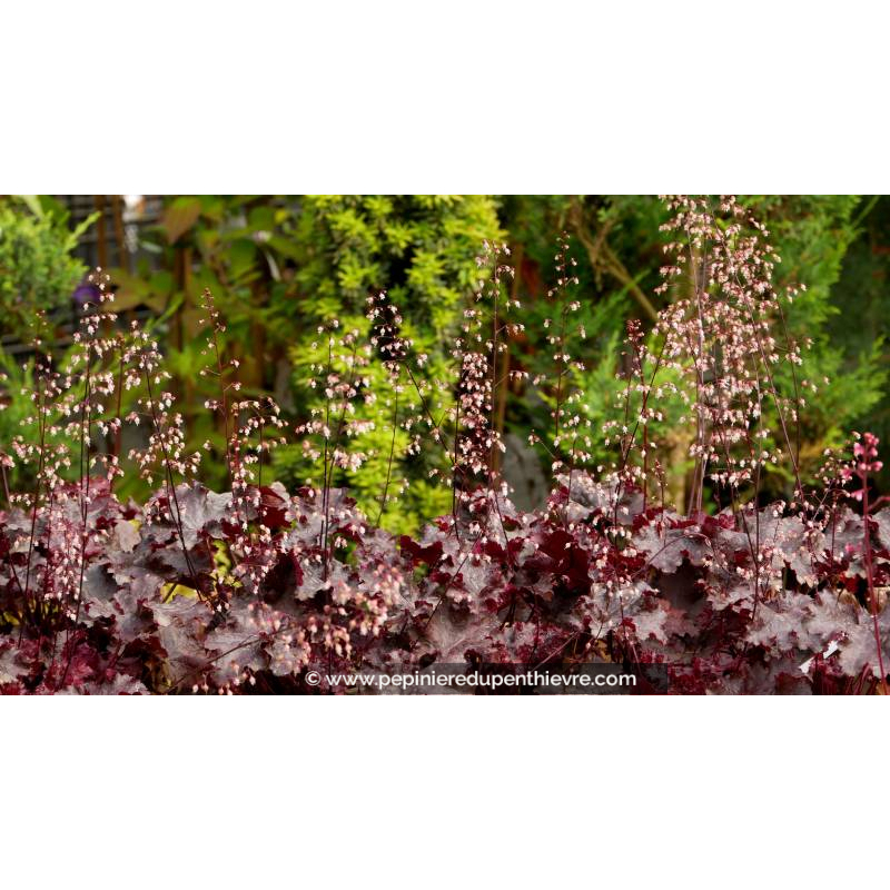 HEUCHERA 'Black Beauty'