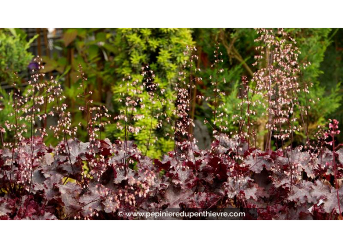 HEUCHERA 'Black Beauty'