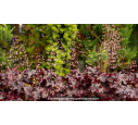 HEUCHERA 'Black Beauty'