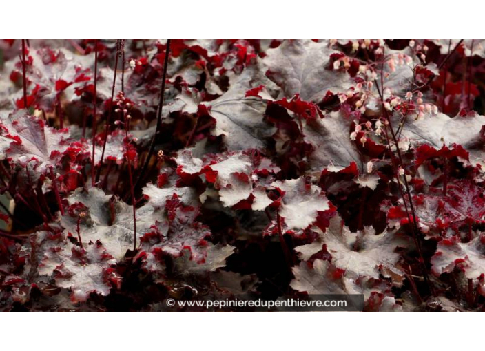 HEUCHERA 'Black Beauty'