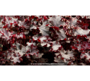 HEUCHERA 'Black Beauty'