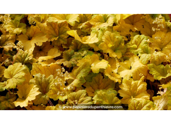 HEUCHERA 'Electra'