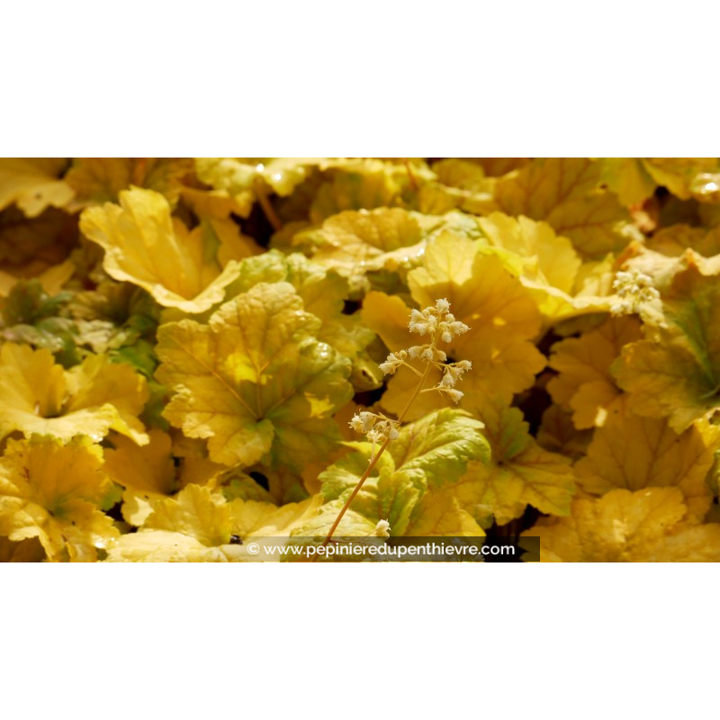HEUCHERA 'Electra'