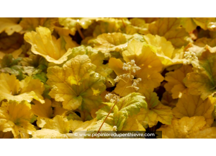 HEUCHERA 'Electra'