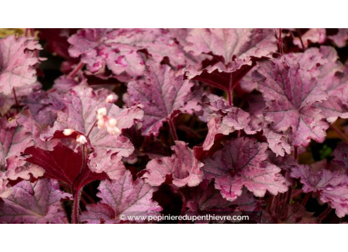 HEUCHERA 'Forever Purple'