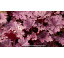 HEUCHERA 'Forever Purple'