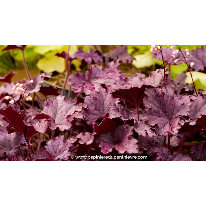 HEUCHERA 'Forever Purple'