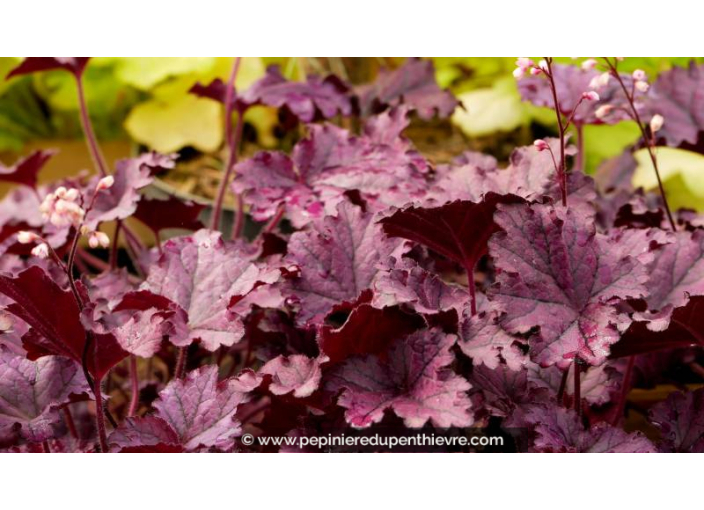 HEUCHERA 'Forever Purple'