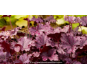 HEUCHERA 'Forever Purple'