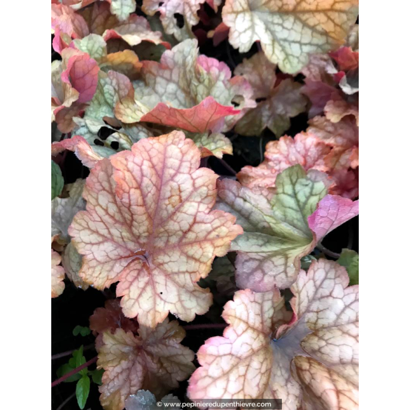 HEUCHERA 'Paprika'