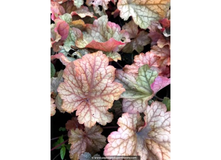 HEUCHERA 'Paprika'
