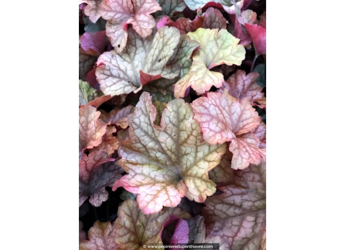 HEUCHERA 'Paprika'