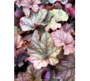 HEUCHERA 'Paprika'