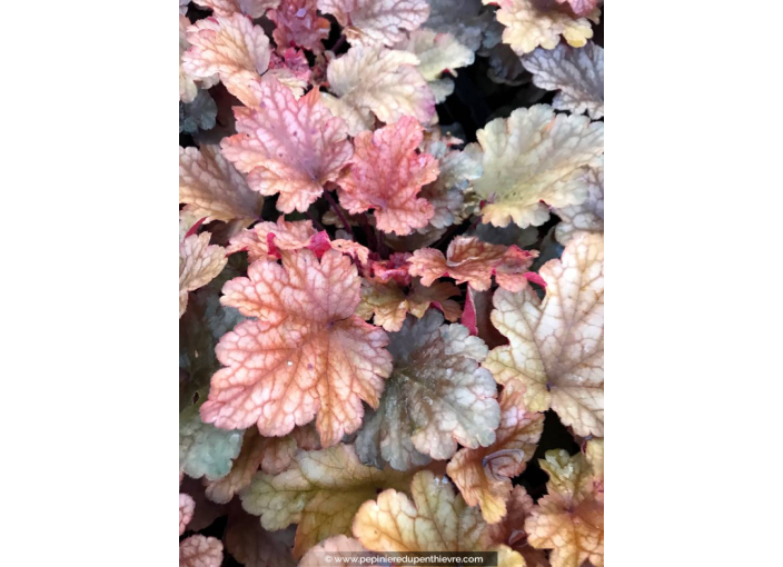 HEUCHERA 'Peach Flambé'