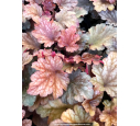 HEUCHERA 'Peach Flambé'