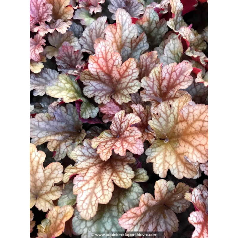 HEUCHERA 'Peach Flambé'