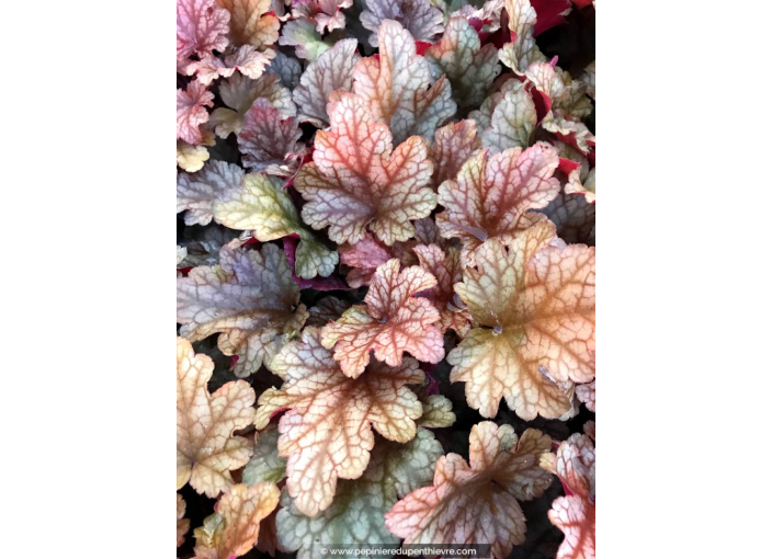 HEUCHERA 'Peach Flambé'