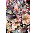 HEUCHERA 'Peach Flambé'