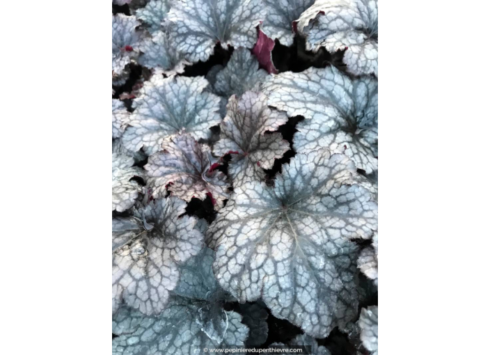 HEUCHERA 'Plum Pudding'