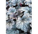 HEUCHERA 'Plum Pudding'