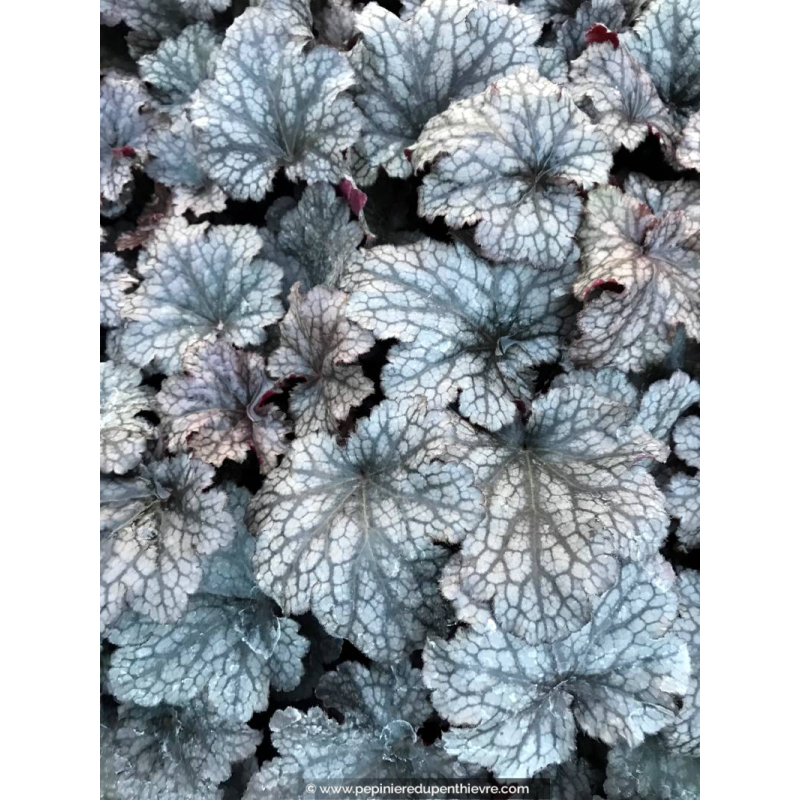HEUCHERA 'Plum Pudding'