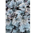 HEUCHERA 'Plum Pudding'
