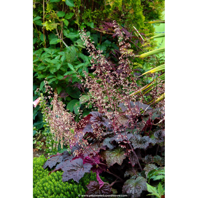 HEUCHERA micrantha 'Palace Purple'