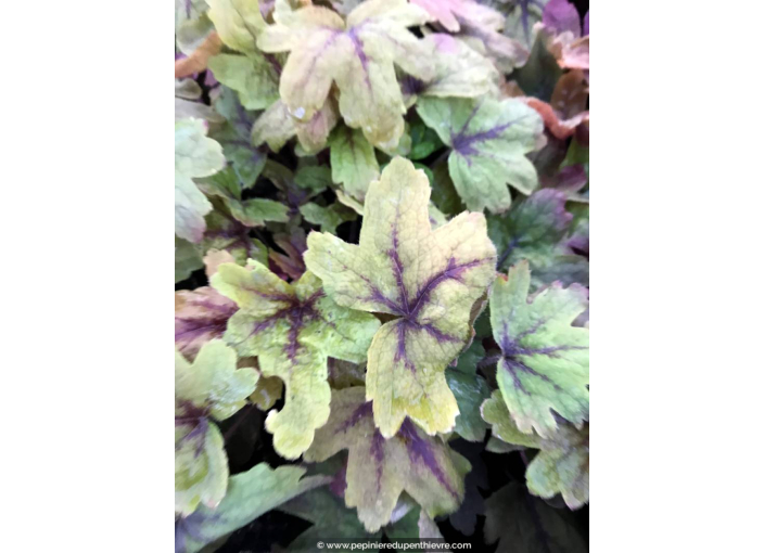 HEUCHERELLA 'Sweet Tea'