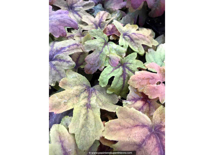 HEUCHERELLA 'Sweet Tea'