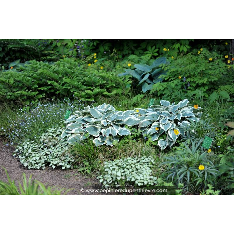 HOSTA 'El Nino'