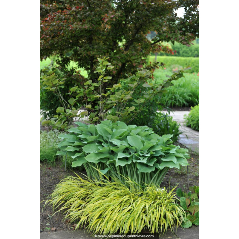 HOSTA 'Krossa Regal'