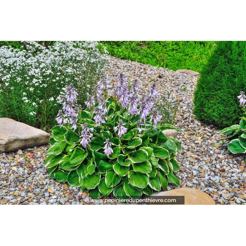 HOSTA 'Patriot'