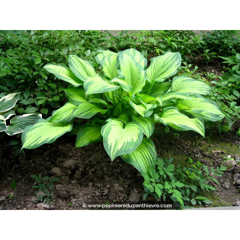 HOSTA fortunei 'Albopicta'