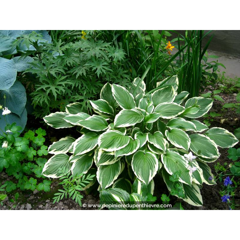 HOSTA undulata 'Albomarginata'
