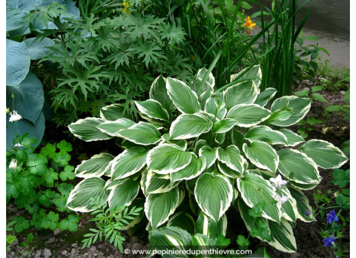 HOSTA undulata 'Albomarginata'