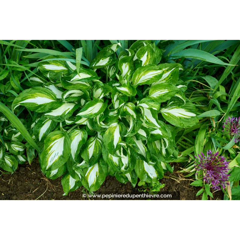 HOSTA undulata 'Mediovariegata'
