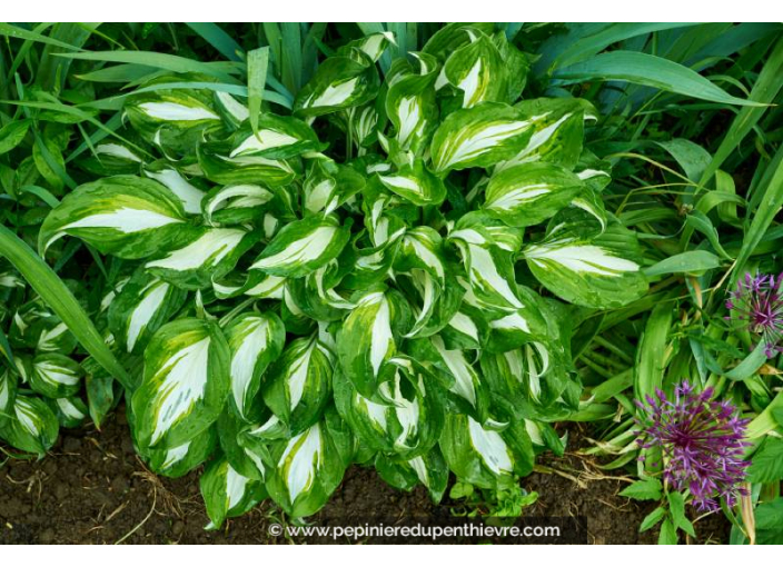 HOSTA undulata 'Mediovariegata'