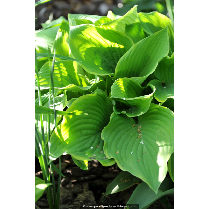 HOSTA 'Winter Snow'