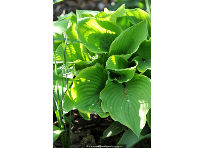 HOSTA 'Winter Snow'