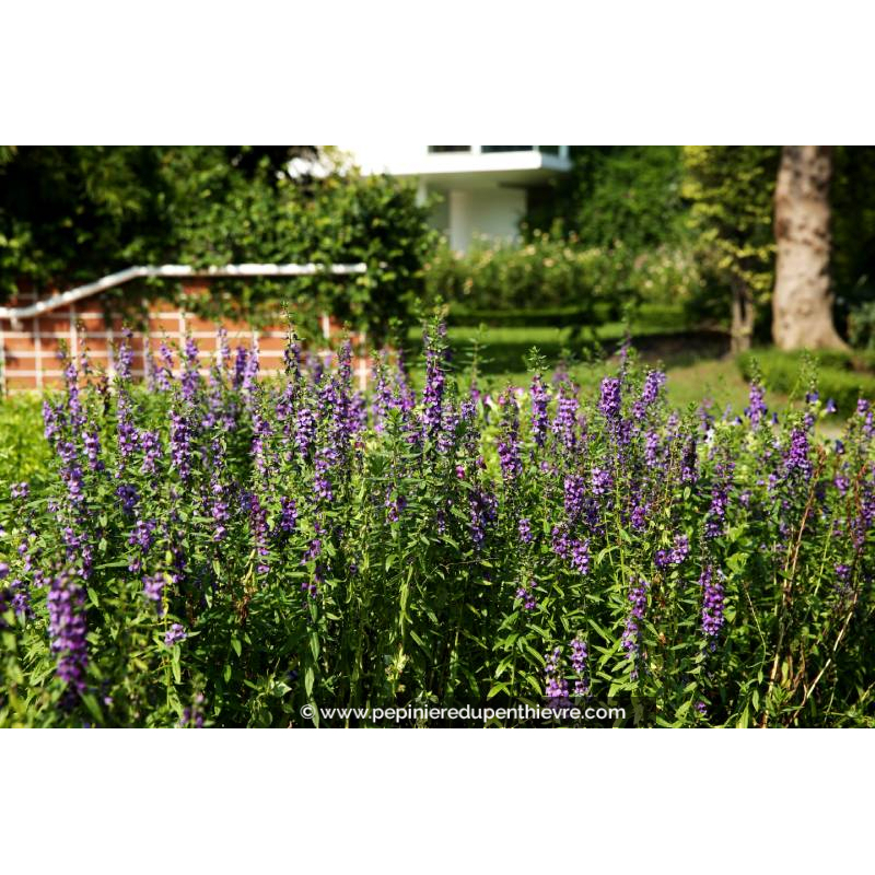 HYSSOPUS officinalis