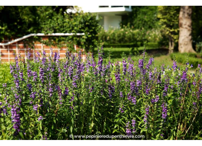 HYSSOPUS officinalis