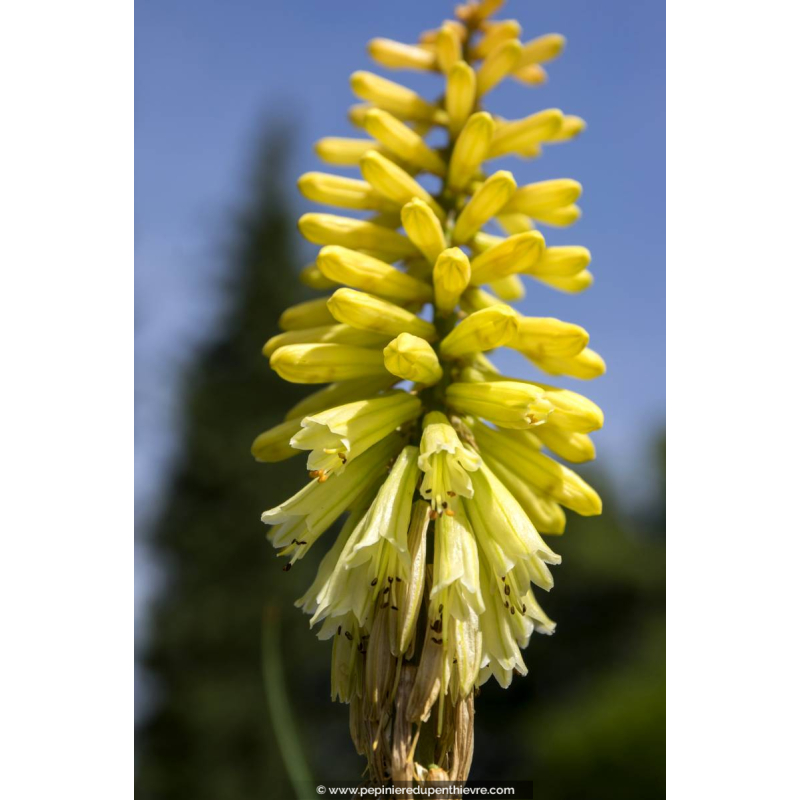 KNIPHOFIA citrina