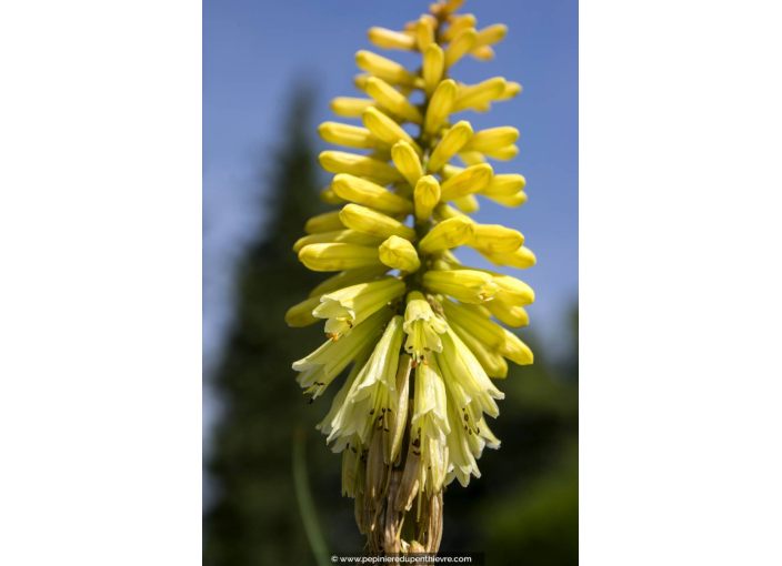 KNIPHOFIA citrina