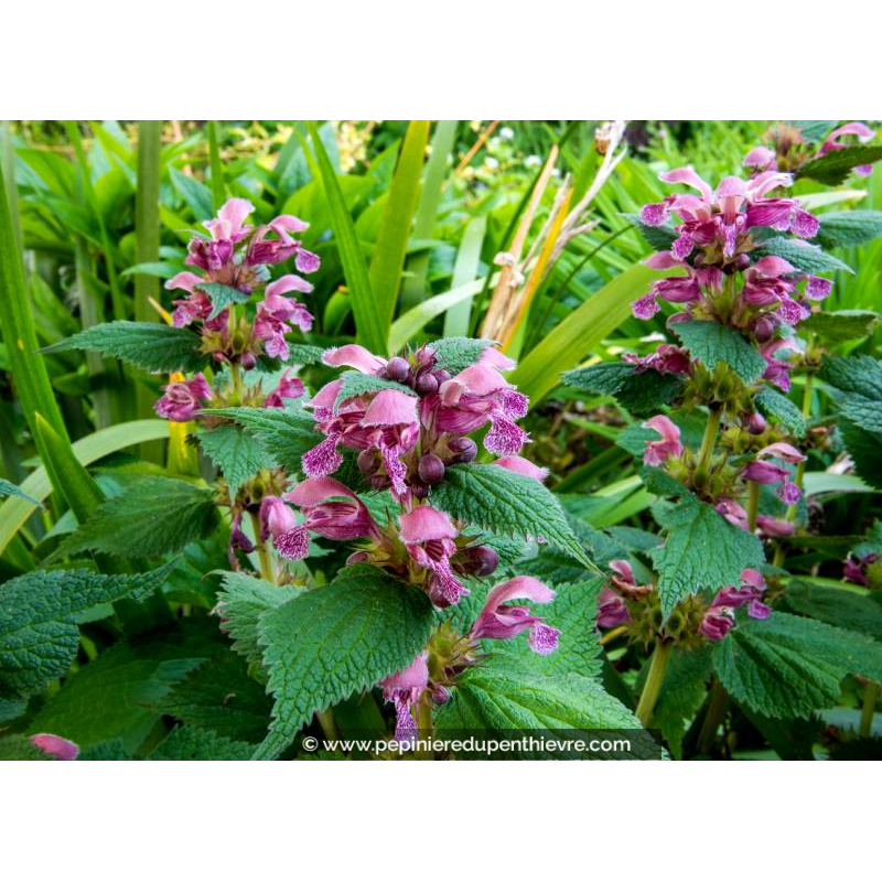 LAMIUM orvala