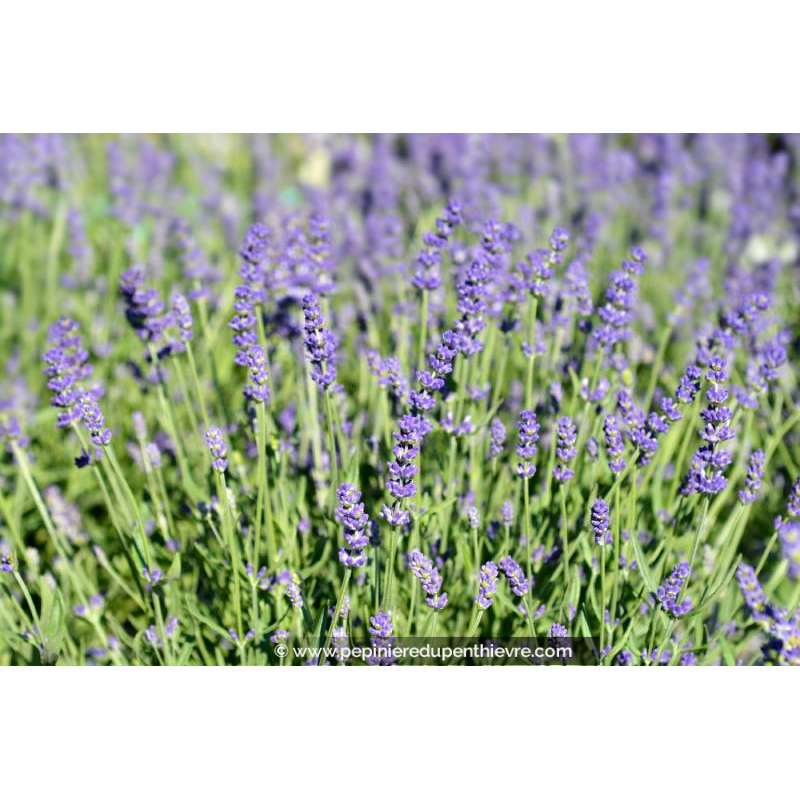 LAVANDULA angustifolia 'Essence Purple'