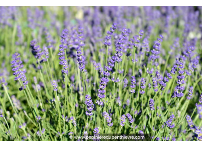 LAVANDULA angustifolia 'Essence Purple'