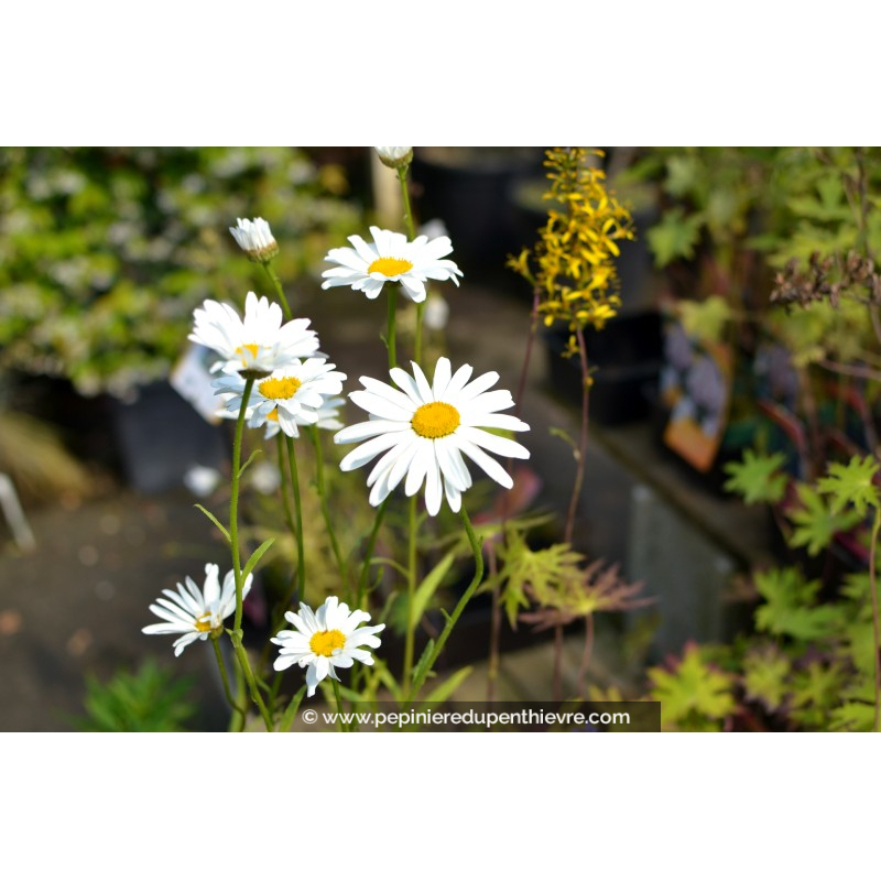 LEUCANTHEMUM vulgare 'Maikonigin'