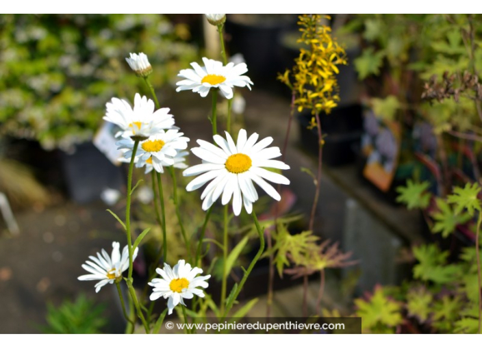 LEUCANTHEMUM vulgare 'Maikonigin'